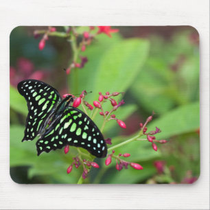 Tails Jay butterfly Musmatta