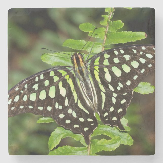 Tails Jay butterfly Underlägg Sten (Framsidan)