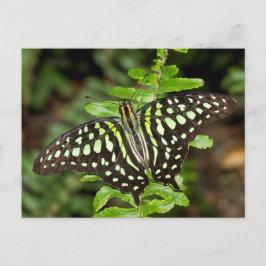Tails Jay butterfly Vykort