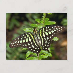 Tails Jay butterfly Vykort