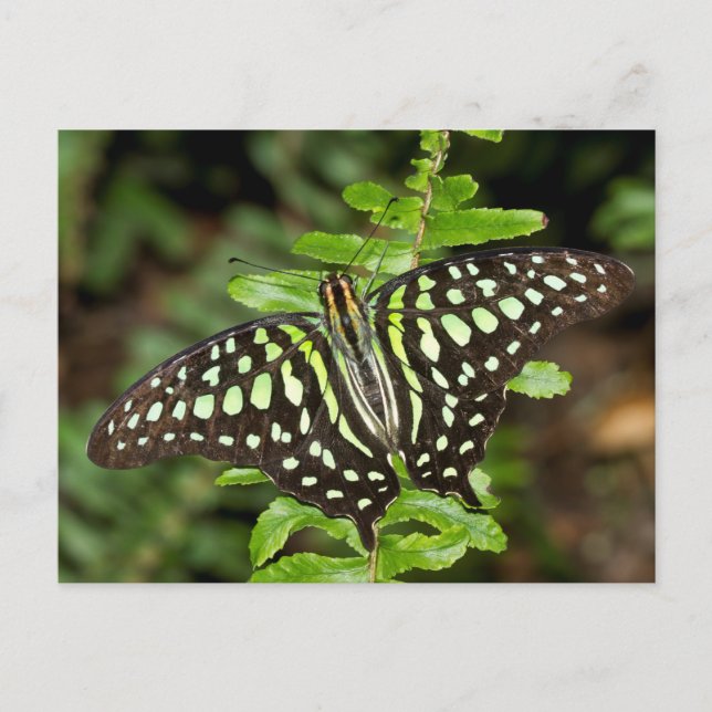 Tails Jay butterfly Vykort (Framsida)