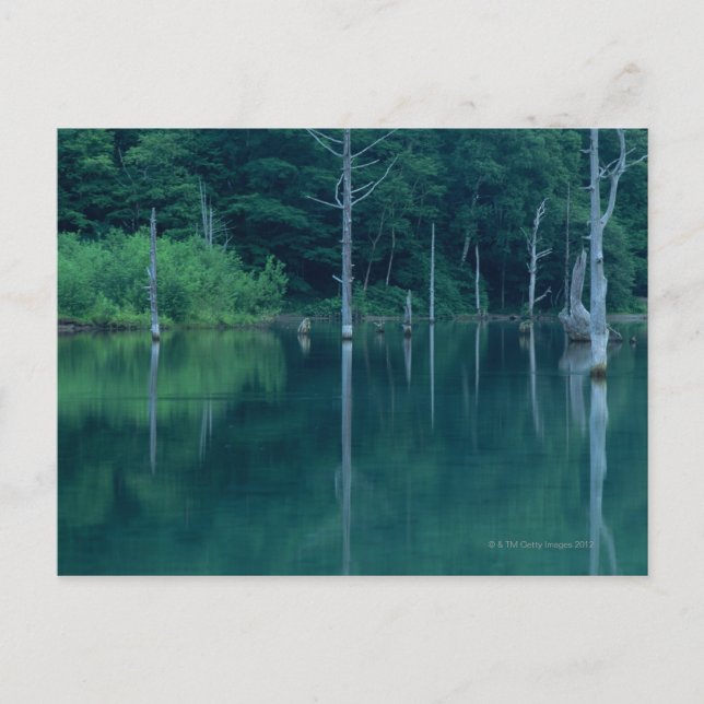 Taisho Pond Vykort (Framsida)