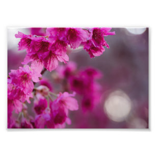 Taiwanesisk Cherry Träd Blommar Fototryck
