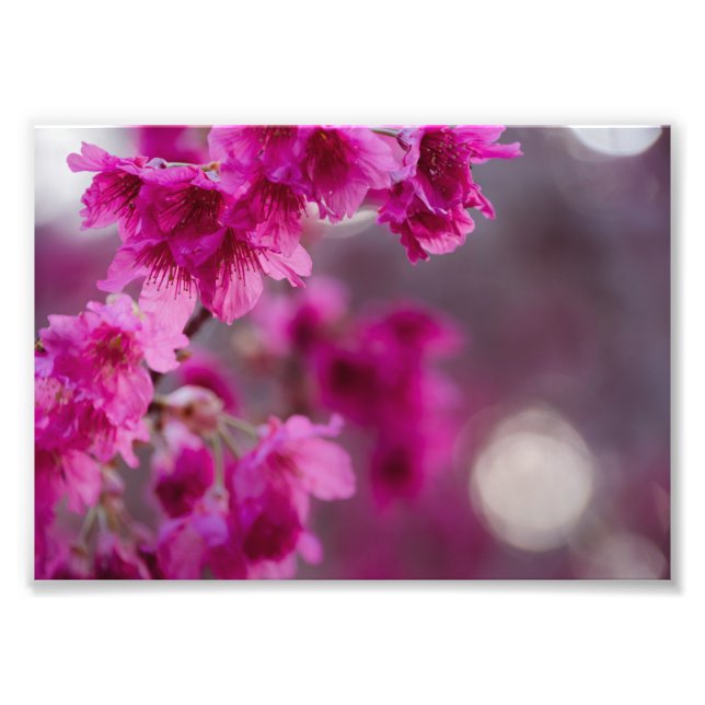 Taiwanesisk Cherry Träd Blommar Fototryck (Framsidan)