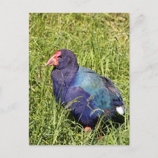 Takahe, utrotningshotad nyzeeländsk fågel vykort (Framsida)