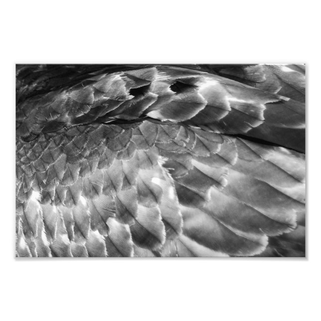 Take Flight Fototryck (Framsidan)