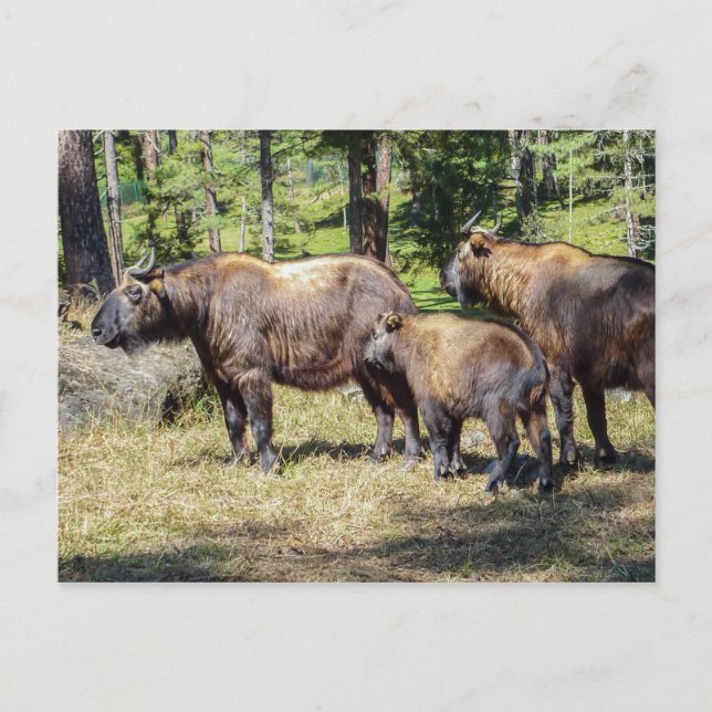 Takin, Bhutans nationaldjur Vykort (Framsida)