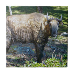 Takin, nationellt djur av Bhutan-Himalaya, Asien Kakelplatta