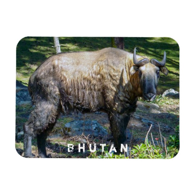 Takin, nationellt djur av Bhutan-Himalaya, Asien Magnet (Horisontell)