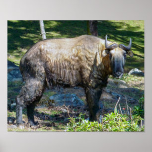 Takin, nationellt djur av Bhutan-Himalaya, Asien Poster