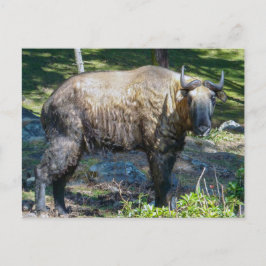 Takin, nationellt djur av Bhutan-Himalaya, Asien Vykort