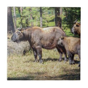 Takin, nationellt djur av Bhutan Kakelplatta