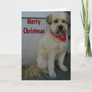 TALA TERRIER, TERRIER-IFIC GOD JUL HELGKORT