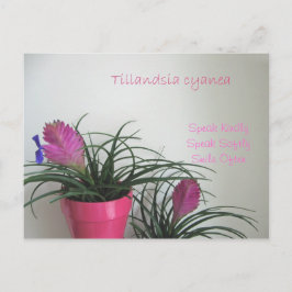Tala vänligt Rosa Quill-vykort Vykort