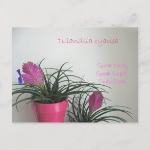 Tala vänligt Rosa Quill-vykort Vykort