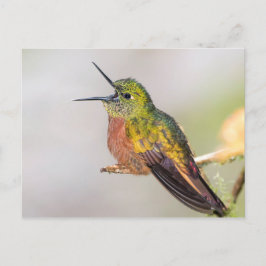 Talande Hummingbirdvykort Vykort