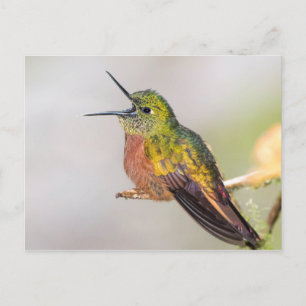 Talande Hummingbirdvykort Vykort