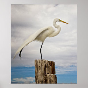 Talated Egret   Fort Myers Beach, Florida Poster