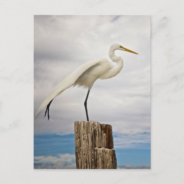 Talated Egret | Fort Myers Beach, Florida Vykort (Framsida)