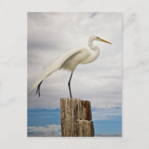 Talated Egret   Fort Myers Beach, Florida Vykort