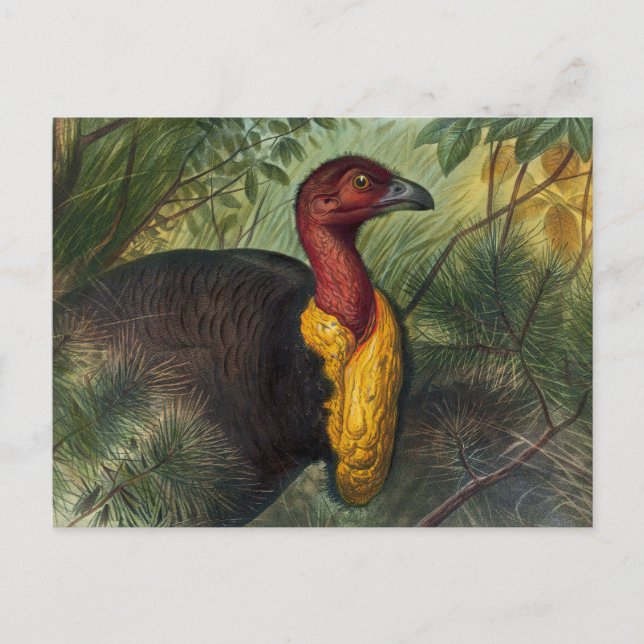 Talegalla av Joseph Varg Vykort (Framsida)