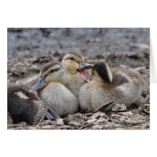 Talkative Mallard Ducklings Hälsningskort