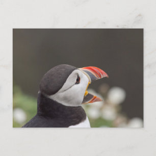 Talkative Puffin från Skomer Vykort