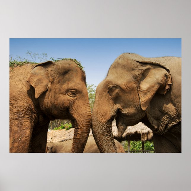 Talking Elephants in Chiang Mai Thailand Poster (Framsidan)