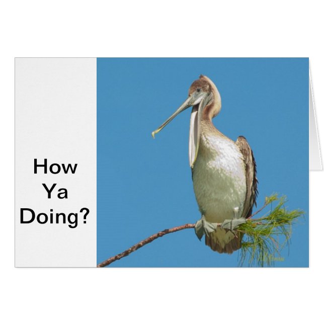 Talking Pelican Hälsningskort (Framsidan Horizontal)