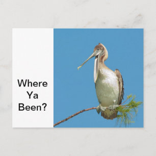 Talking Pelican Vykort