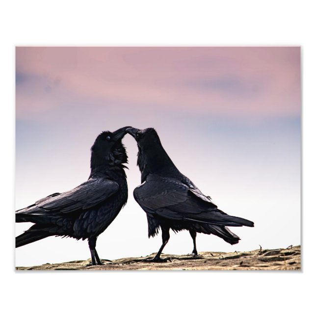 Talking Raven-fotoskrift Fototryck (Framsidan)