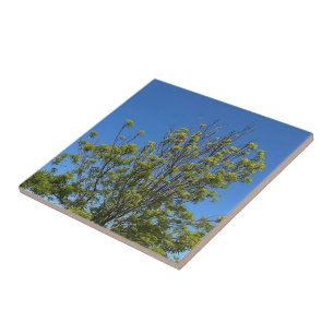 Tall Ash Träd i det vackra fotot Blå himmel Kakelplatta