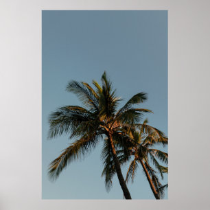 Tall coconut träd poster