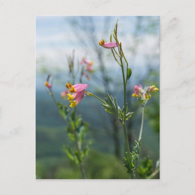 Tall Corydalis Wildbloms Lodrät vykort (Framsida)
