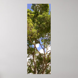 Tall curvy florida träd Poster