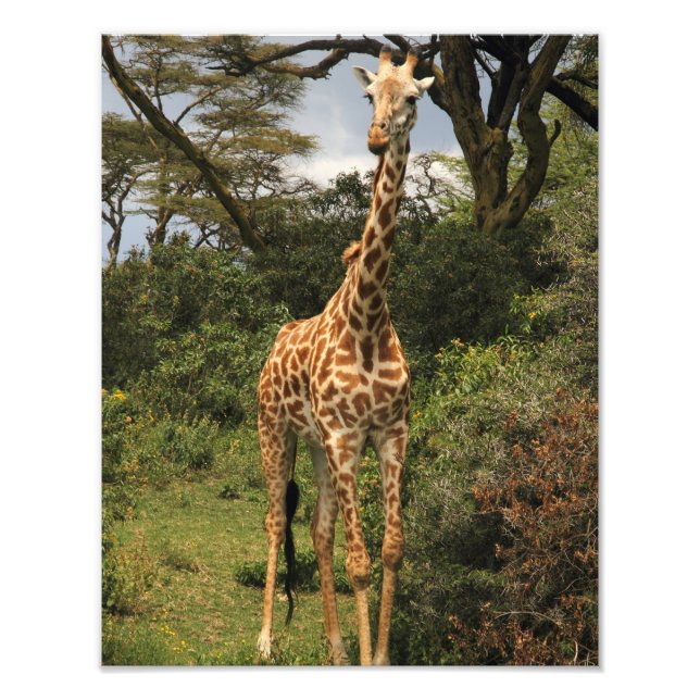Tall Giraffe i Busks Fototryck (Framsidan)