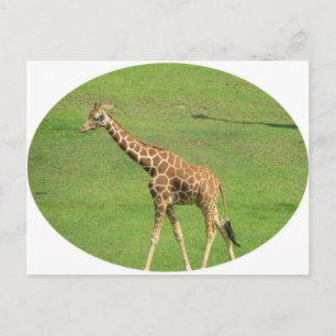 Tall Giraffe-vykort Vykort