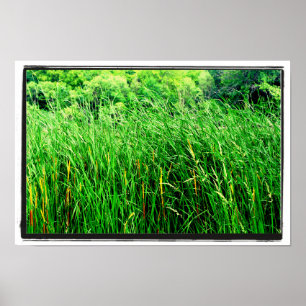 Tall Gras med kattel i Park Poster