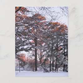 Tall Gräs Träd i Snö vid Sunrise Winter Photo Vykort