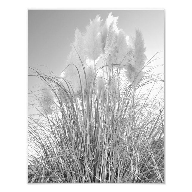Tall Grass and Hyacinths at Island Park, NY Fototryck (Framsidan)