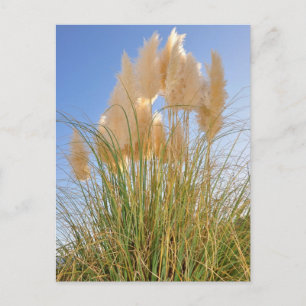 Tall Grass and Hyacinths at Island Park, NY. Vykort
