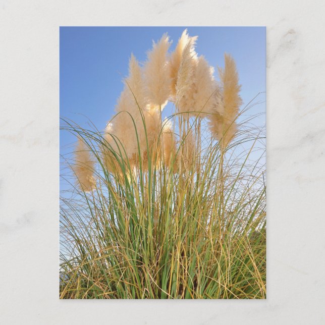 Tall Grass and Hyacinths at Island Park, NY. Vykort (Framsida)