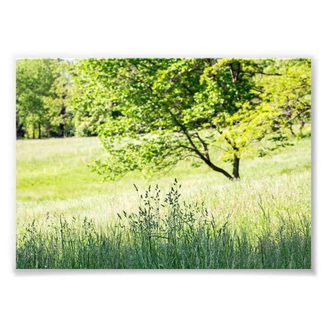 Tall Grass Fototryck (Framsidan)