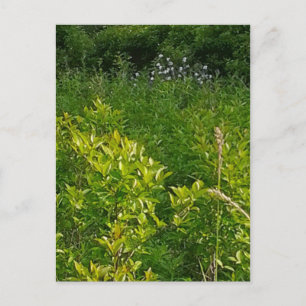 Tall Grass Vykort