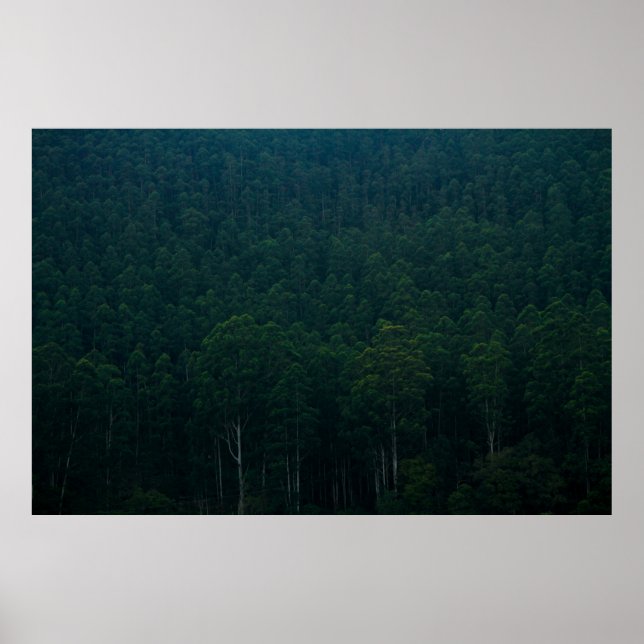 TALL GRÖNT TRÄD POSTER (Framsidan)