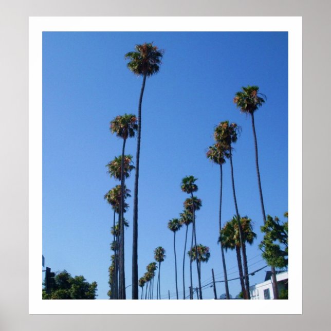TALL PALM TREES poster (Framsidan)