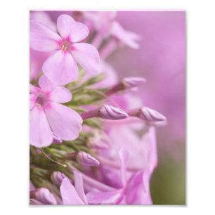 Tall Phlox uppfyller solljuset Fototryck