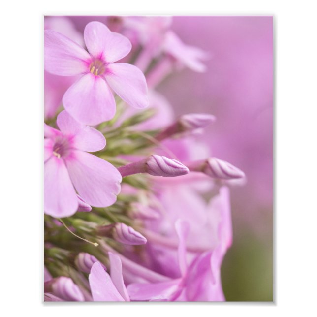 Tall Phlox uppfyller solljuset Fototryck (Framsidan)