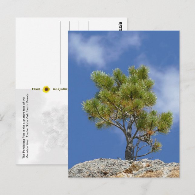 Tall Ponderosa, Custer, SD - Vykort (Fram/baksida)