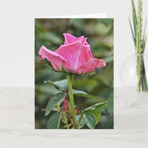 Tall Rosa ros Art Note-kort Kort